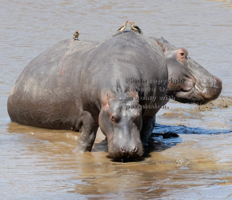 juvenile and adult hippopotamuses in river