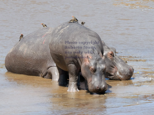 juvenile and adult hippopotamuses in river with oxpeckers on their backs