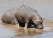 hippopotamuses in river