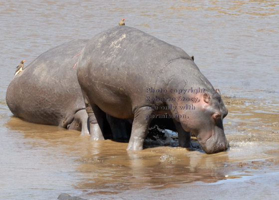 hippopotamuses in river