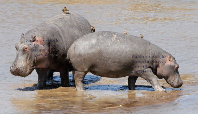 two hippopotamuses standing in river