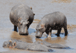 two hippopotamuses standing in river