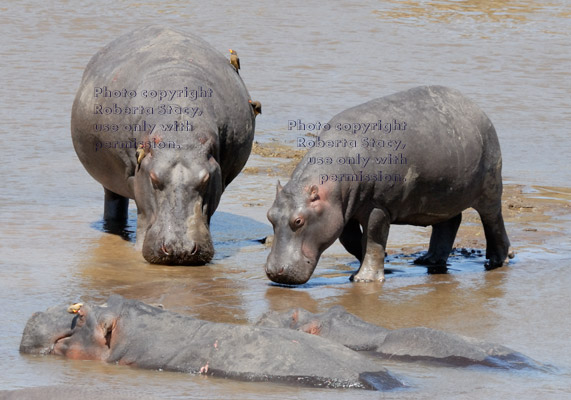 two hippopotamuses standing in river