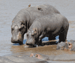 hippopotamuses in river