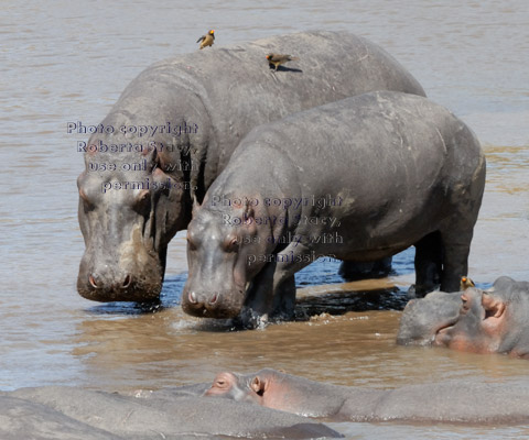 hippopotamuses in river