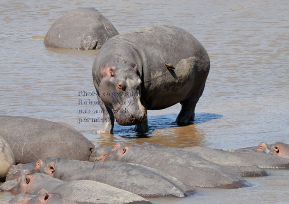 young hippopotamuse standing in river