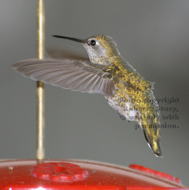 Anna's hummingbird, female