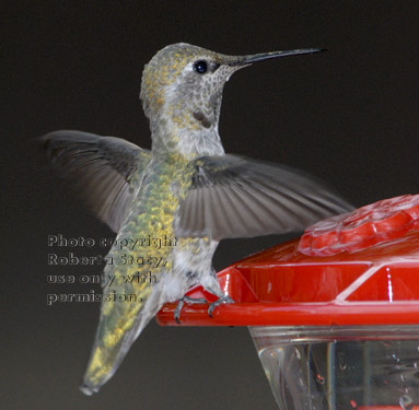 Anna's hummingbird, female