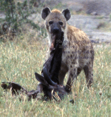 spotted hyena eating