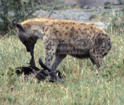 spotted hyena eating