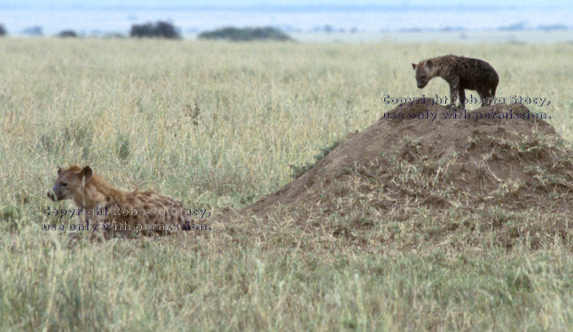 spotted hyena and cub Tanzania