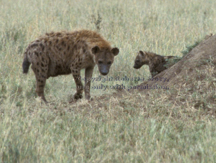 spotted hyena and cub Tanzania (East Africa)