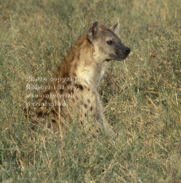 spotted hyena Tanzania (East Africa)