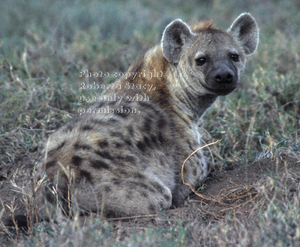 spotted hyena lying down