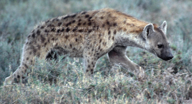 spotted hyena walking Tanzania