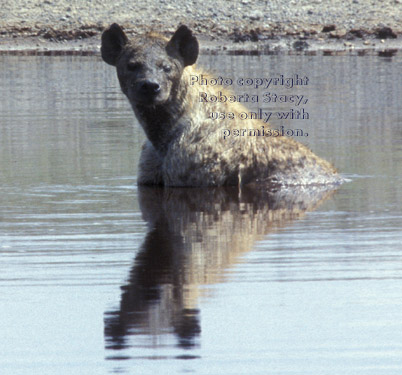 spotted hyena sitting in water