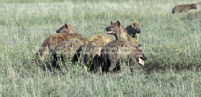 spotted hyenas eating Tanzania (East Africa)