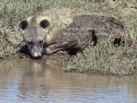 spotted hyena drinking water