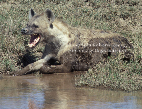 spotted hyena with mouth wide open