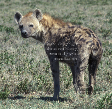 spotted hyena Tanzania (East Africa)