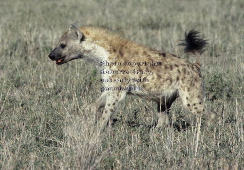 spotted hyena Tanzania (East Africa)