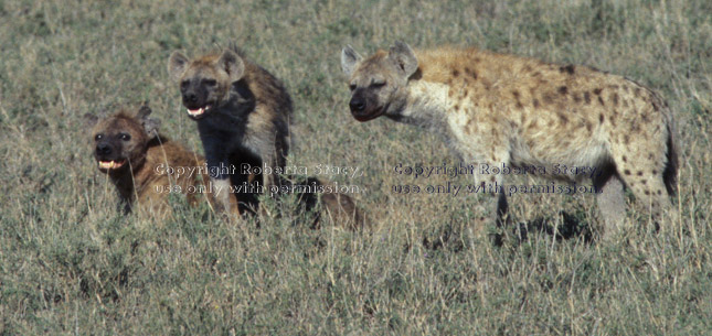 three spotted hyenas Tanzania (East Africa)