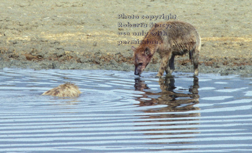 two spotted hyenas in water