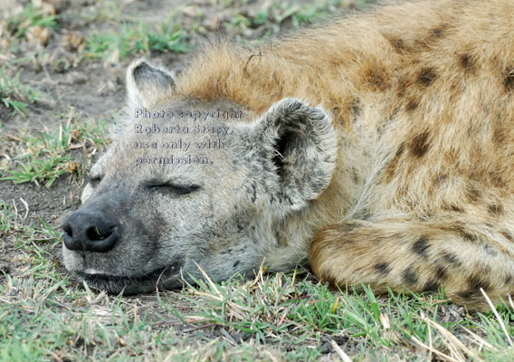 sleeping spotted hyena