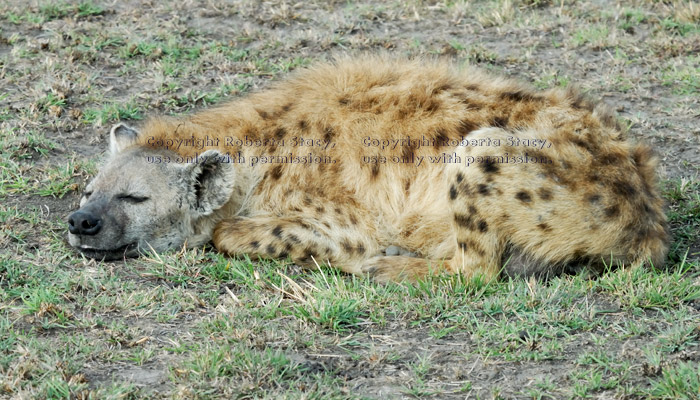 spotted hyena asleep