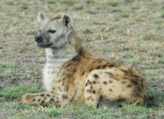 spotted hyena awake