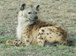 spotted hyena