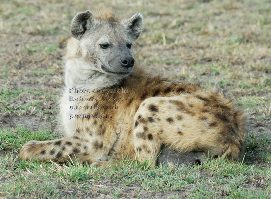 spotted hyena