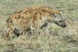 spotted hyena