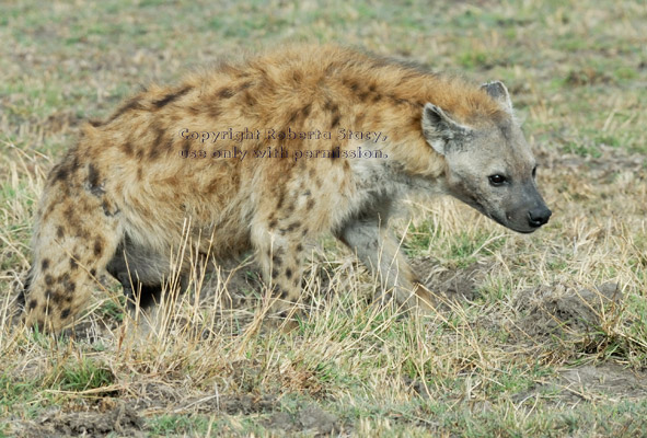 spotted hyena