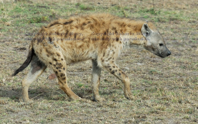 spotted hyena walking