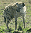 spotted hyena