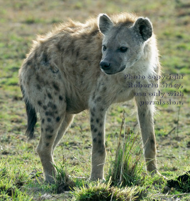 spotted hyena