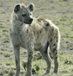 spotted hyena