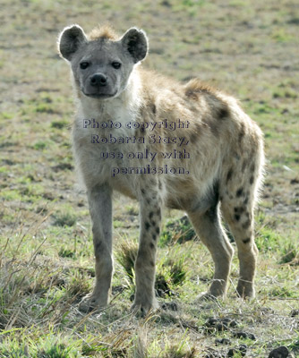 spotted hyena