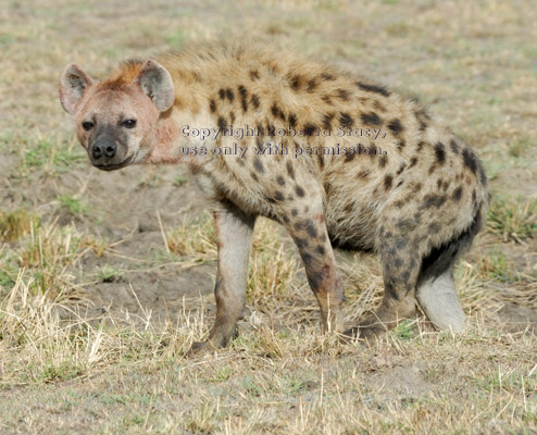 spotted hyena