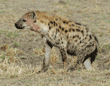 spotted hyena