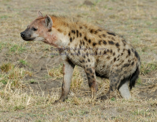 spotted hyena