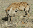 spotted hyena