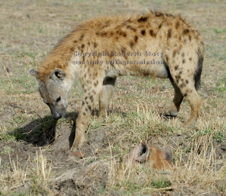 spotted hyena