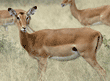 female impala Tanzania (East Africa)