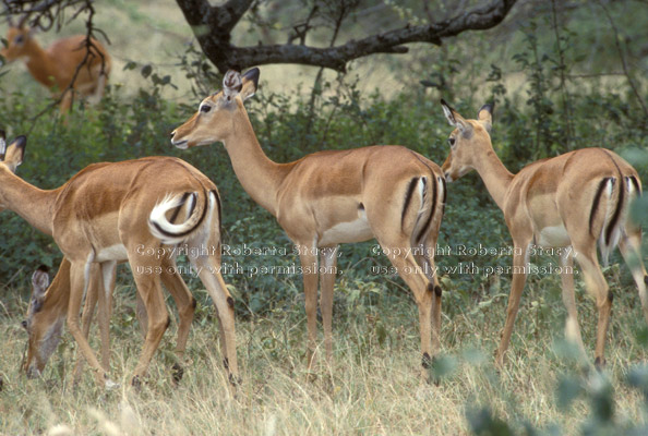 impalas, females Tanzania (East Africa)