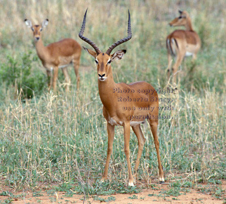 impalas, male, with females in background