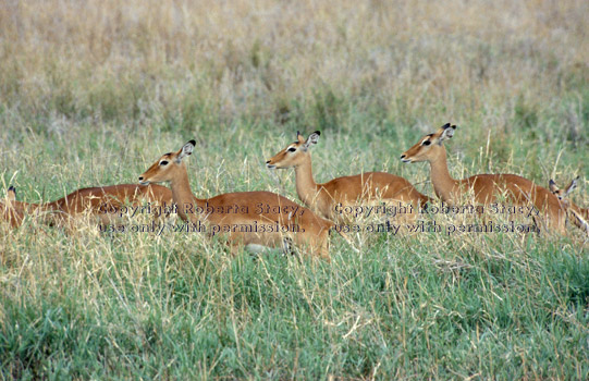 impalas, females Tanzania (East Africa)