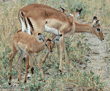 impalas, females with baby Tanzania (East Africa)