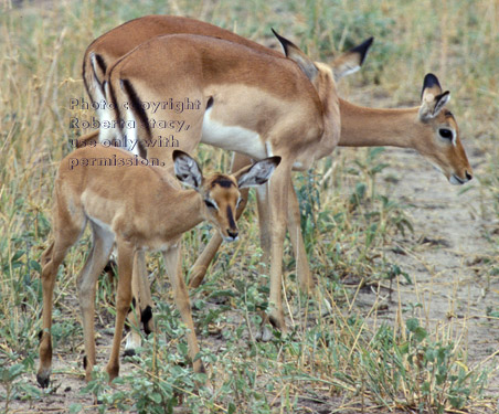 impalas, females with baby Tanzania (East Africa)